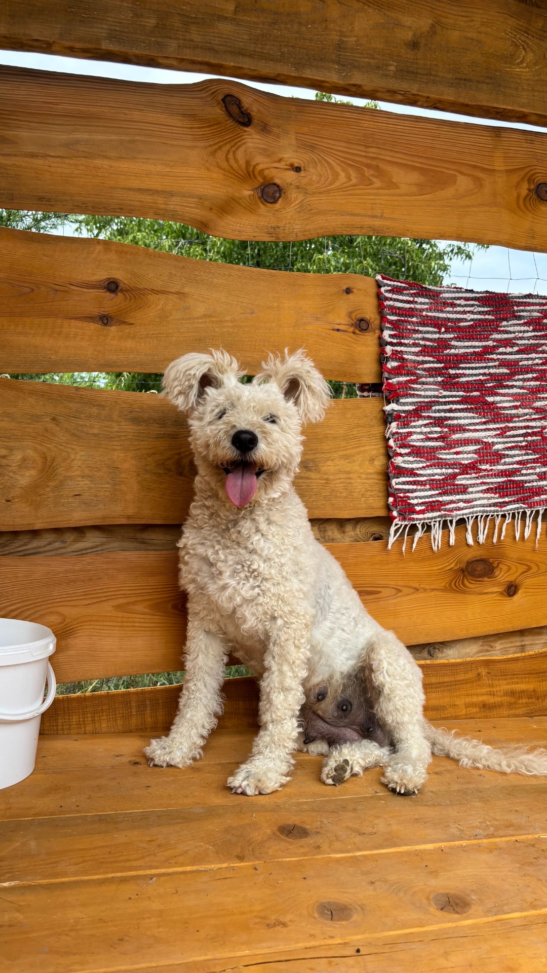 Emese Álma Barkóca