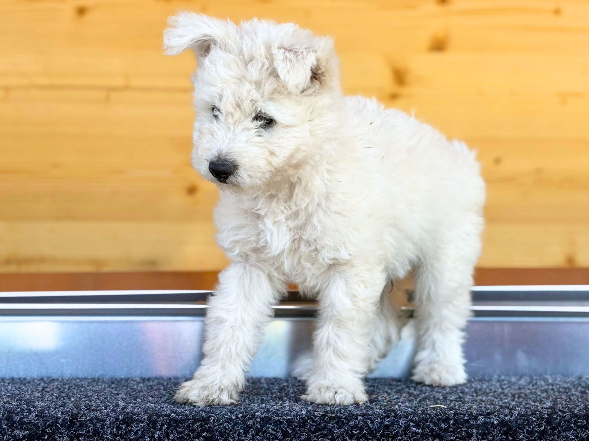 Emese Álma Gavallér