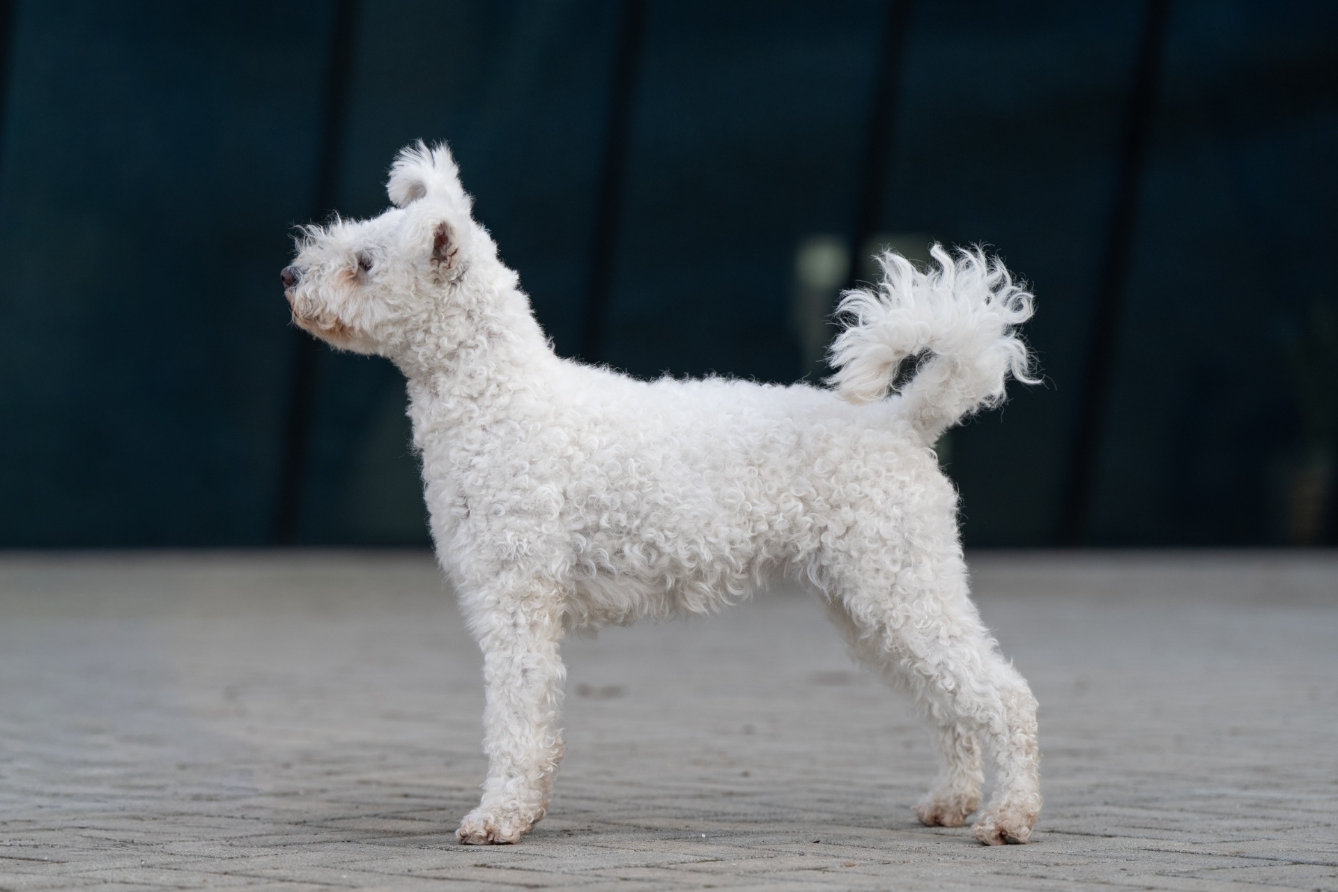 Terelő-Tekergő Akác