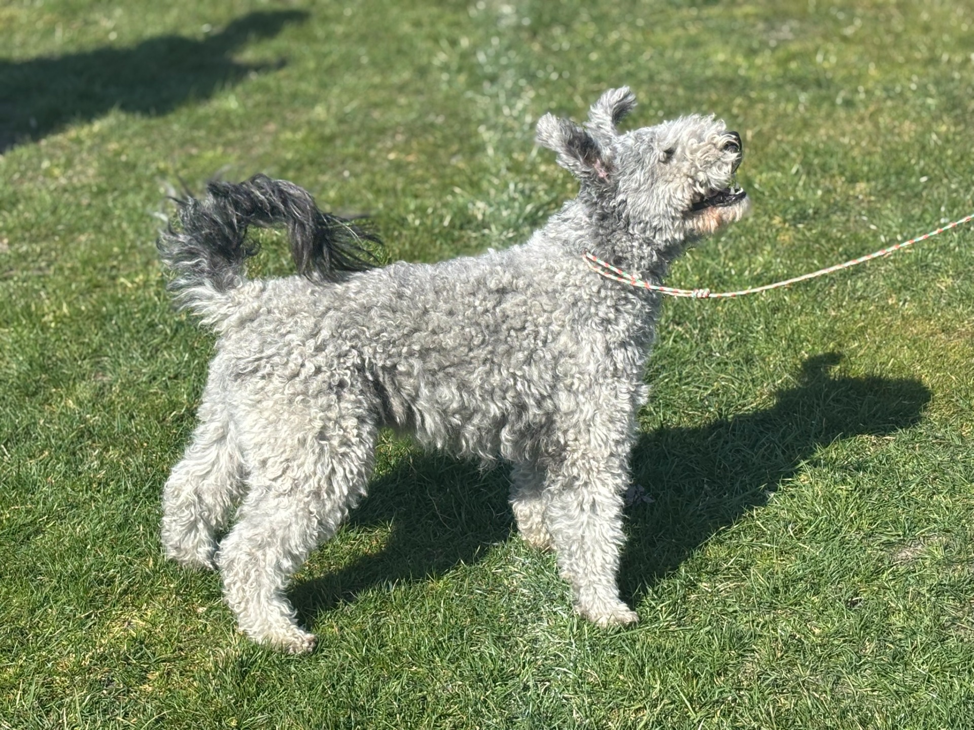 Dalos bírálat közben